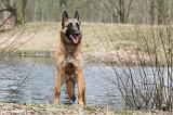 MALINOIS 674